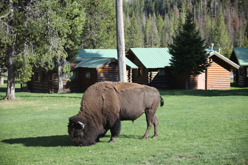 Pahaska Tepee Resort Cody Exterior photo